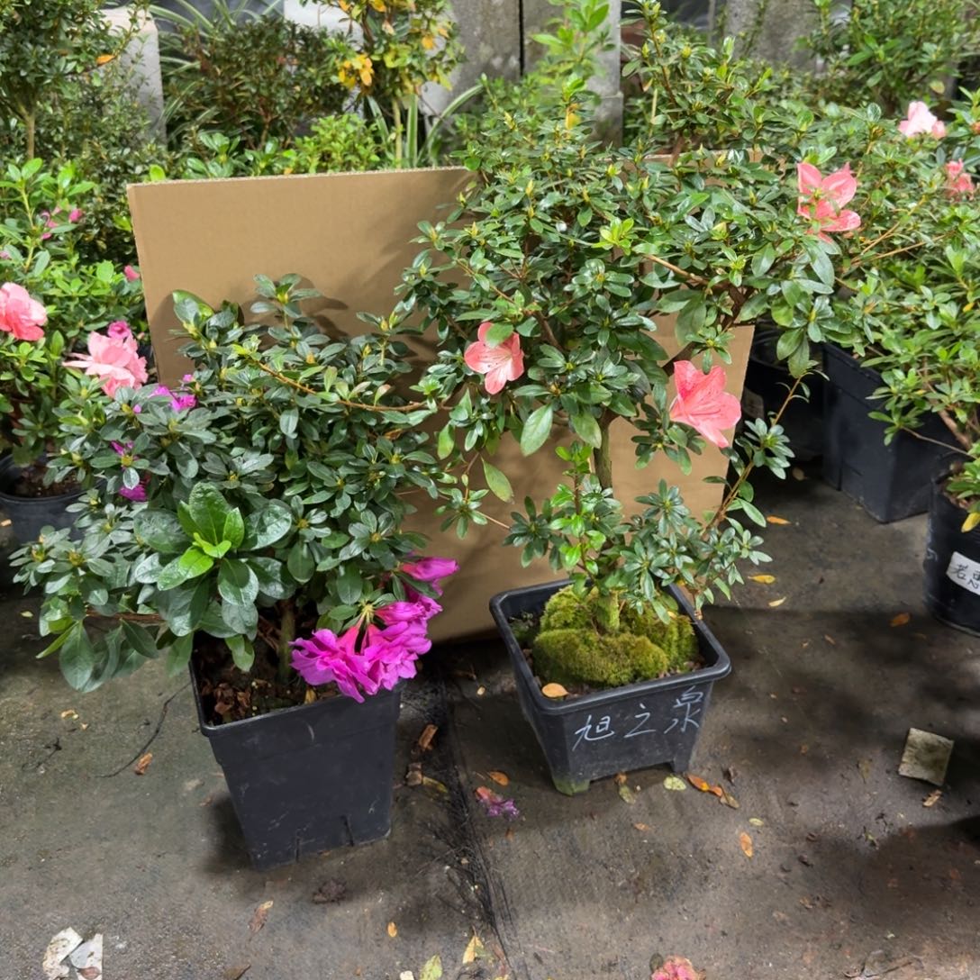 英***姐完全开放旭之泉和西子