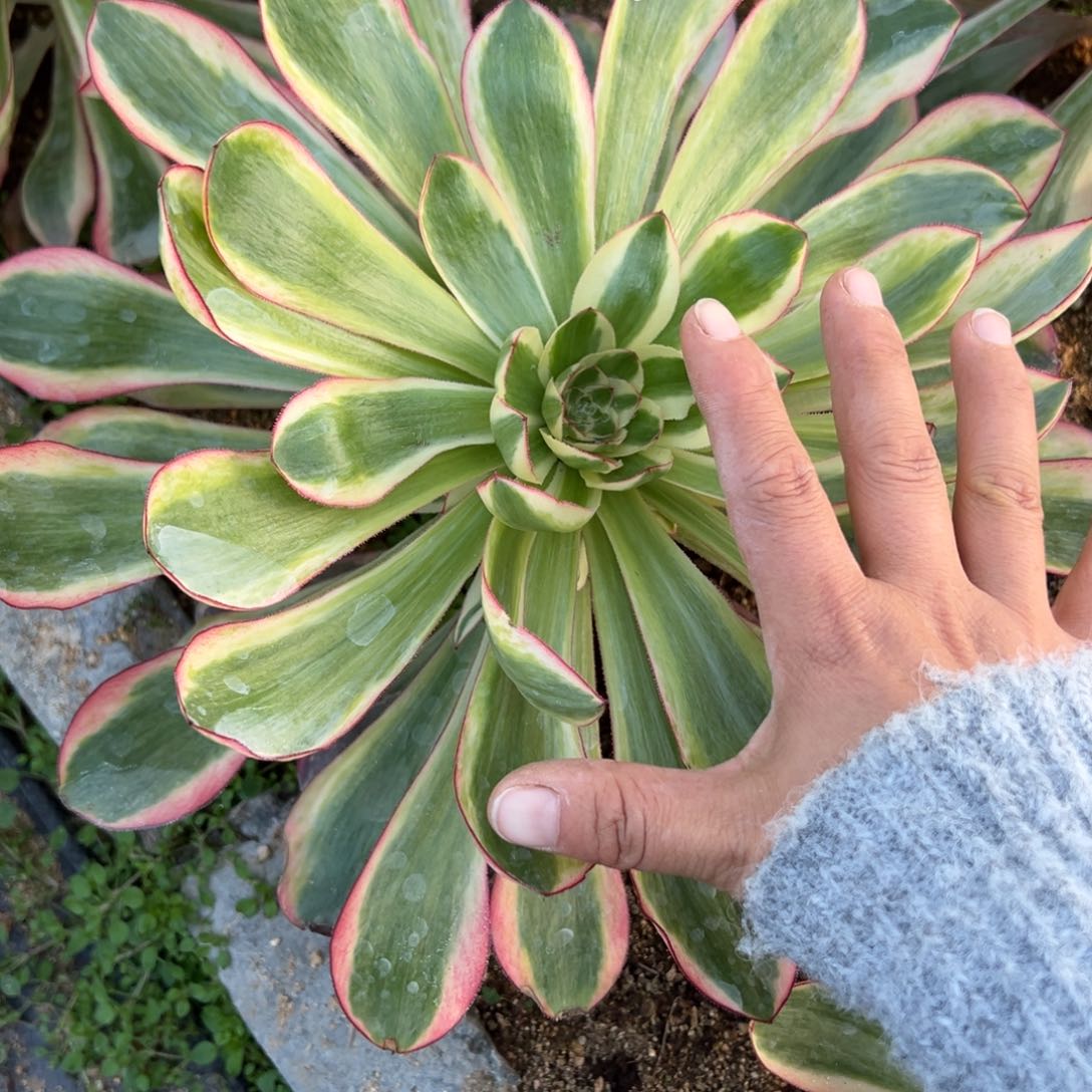 187巫毒白多肉多肉多肉