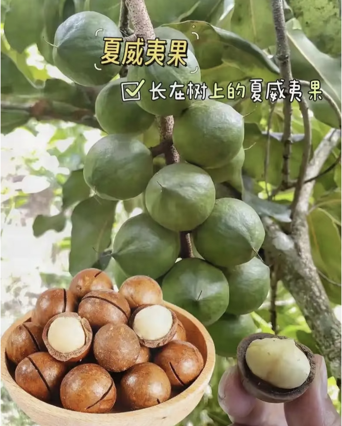 夏威夷孕妇零食坚果