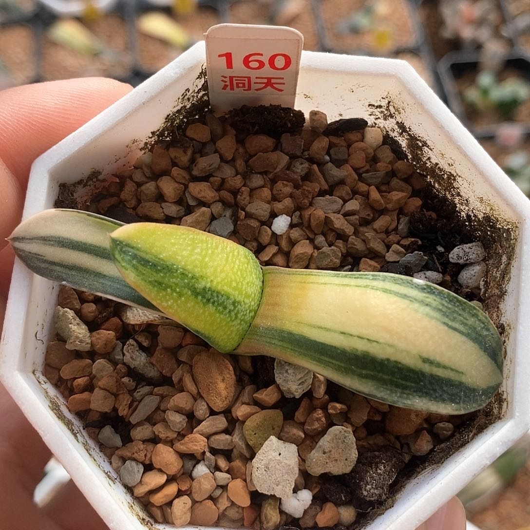 红陶160号珍珠卧牛锦一物一拍