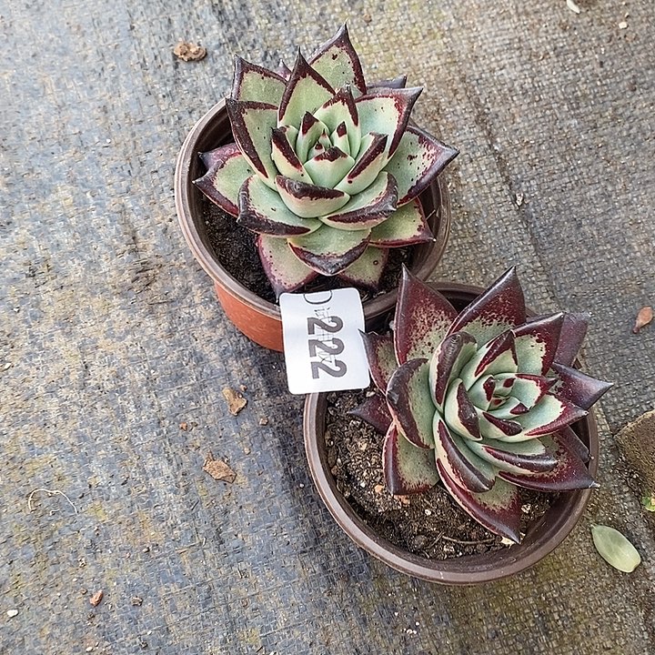 仰***空222乌木多肉植物2颗