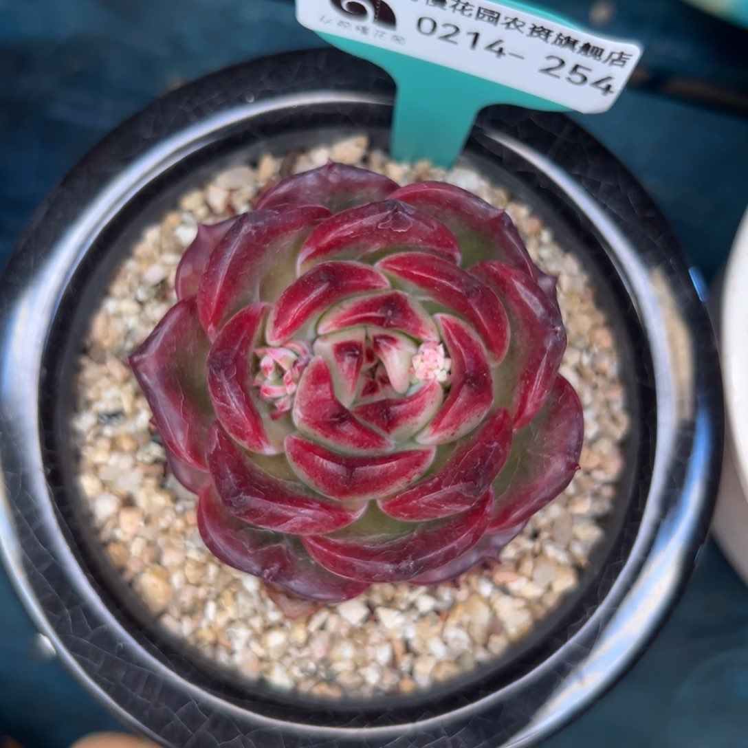 多肉一物一拍0214-254