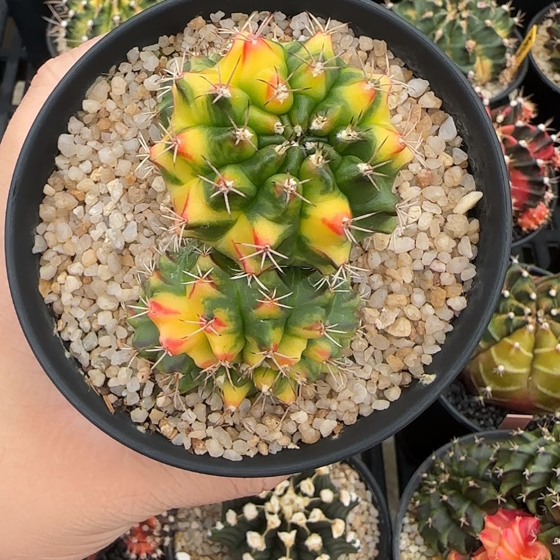 N10-1227泰国米哈拿波里缀化