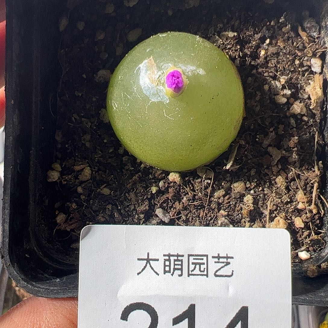 一物一拍带盆土发。  214