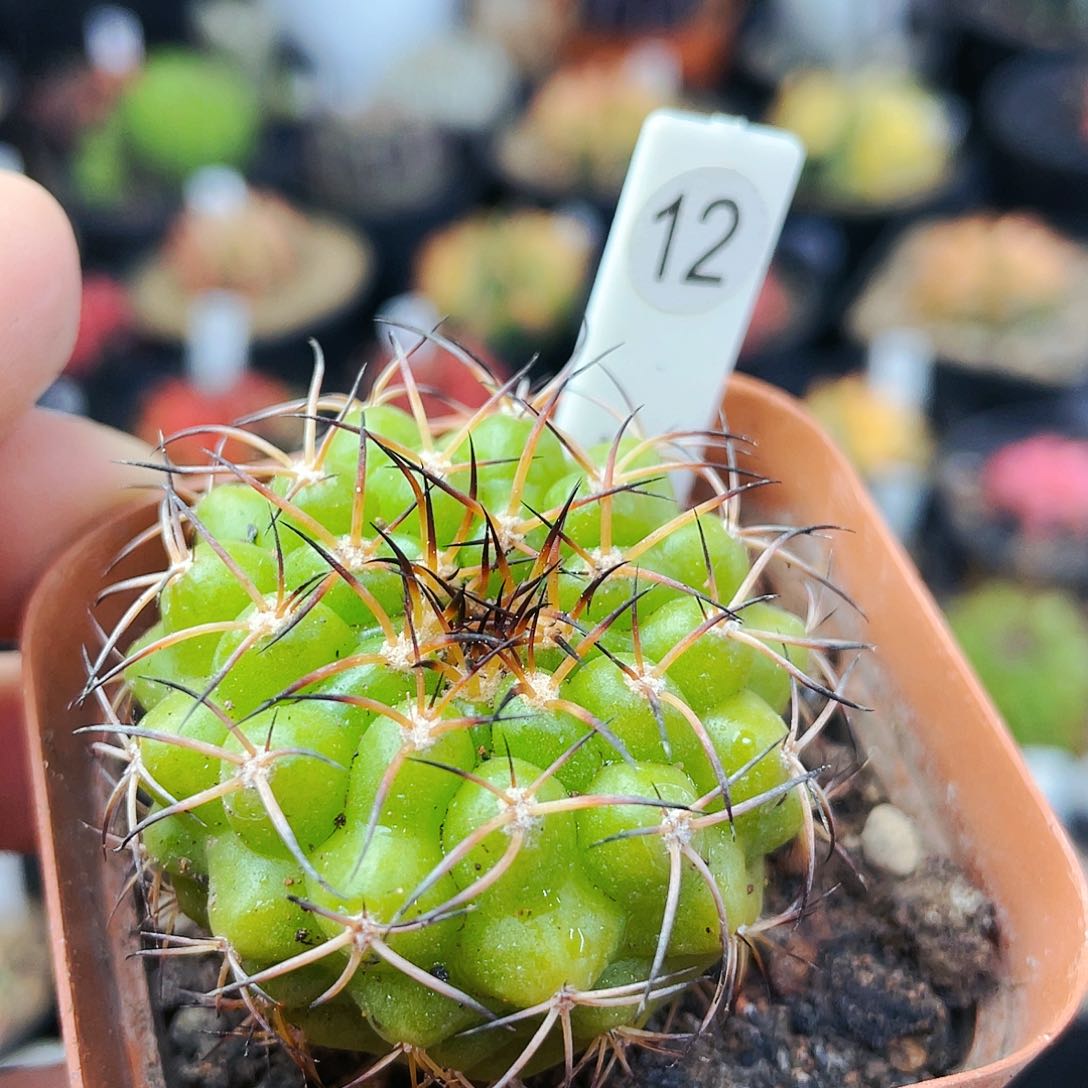 圆盘玉锦非偏远地区满25裸根发货仙人球