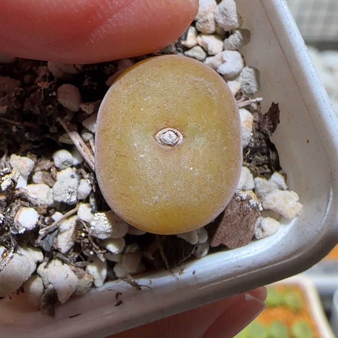 肉锥多肉植物百科-空卡1028