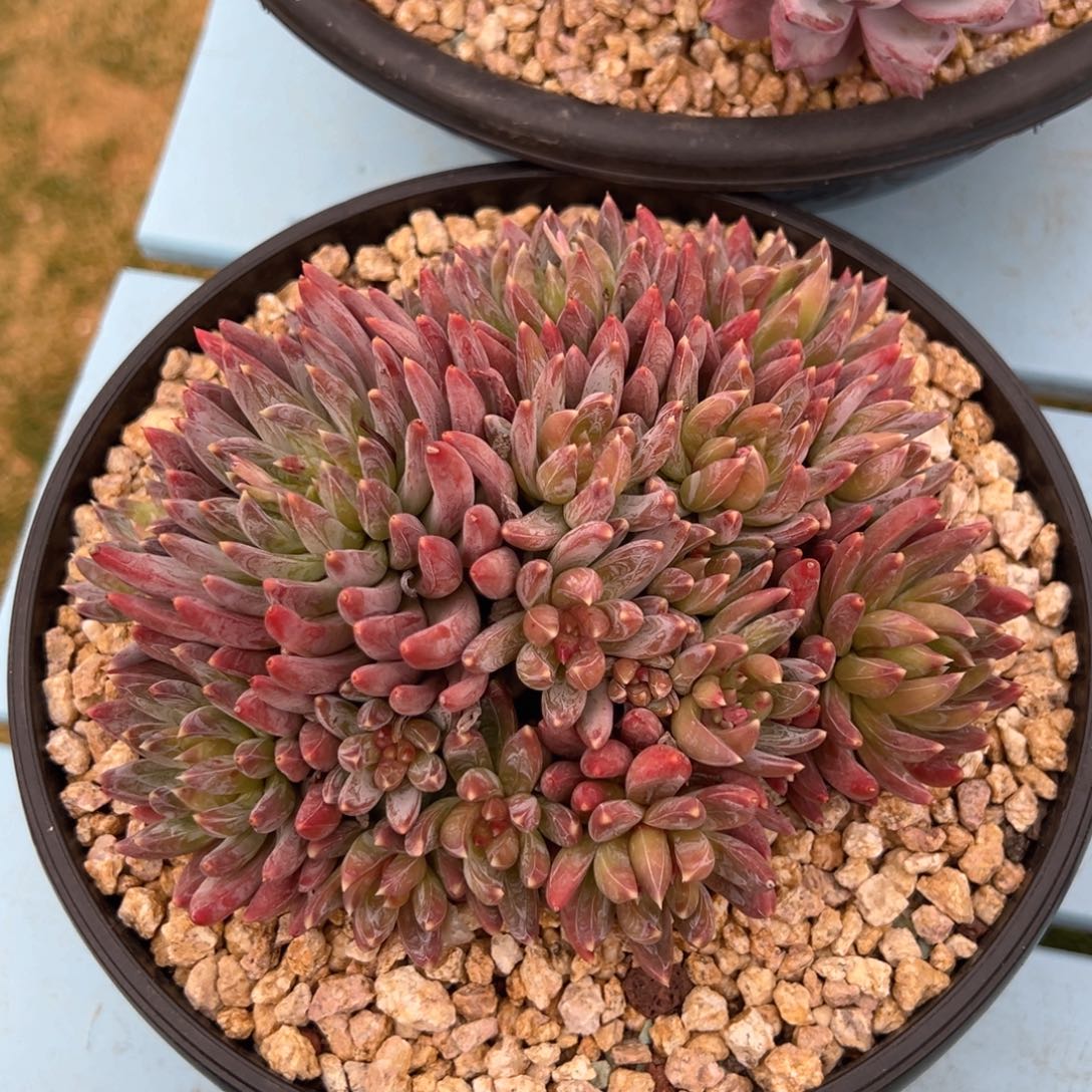 炫彩星20公分不带盆