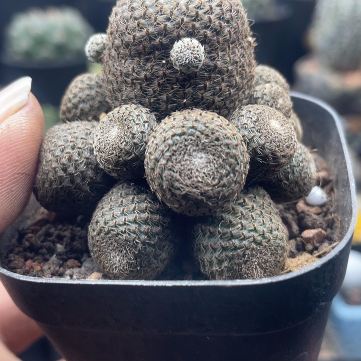 橙堡山带盆发货一颗包邮