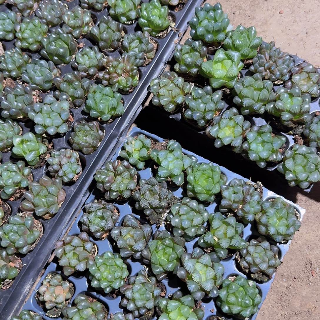 105孔玉露15颗带血盘量拍