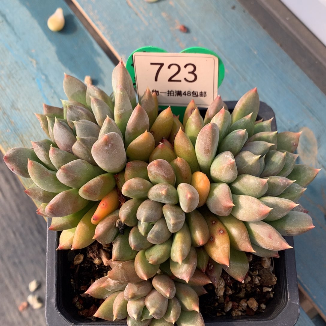 红象牙老桩开播福利723