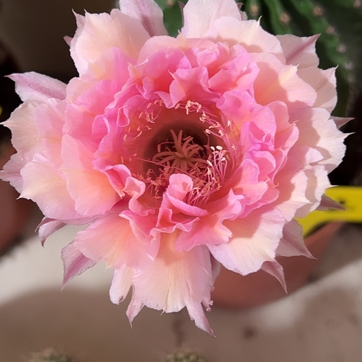 202号 大彩草 脱土发