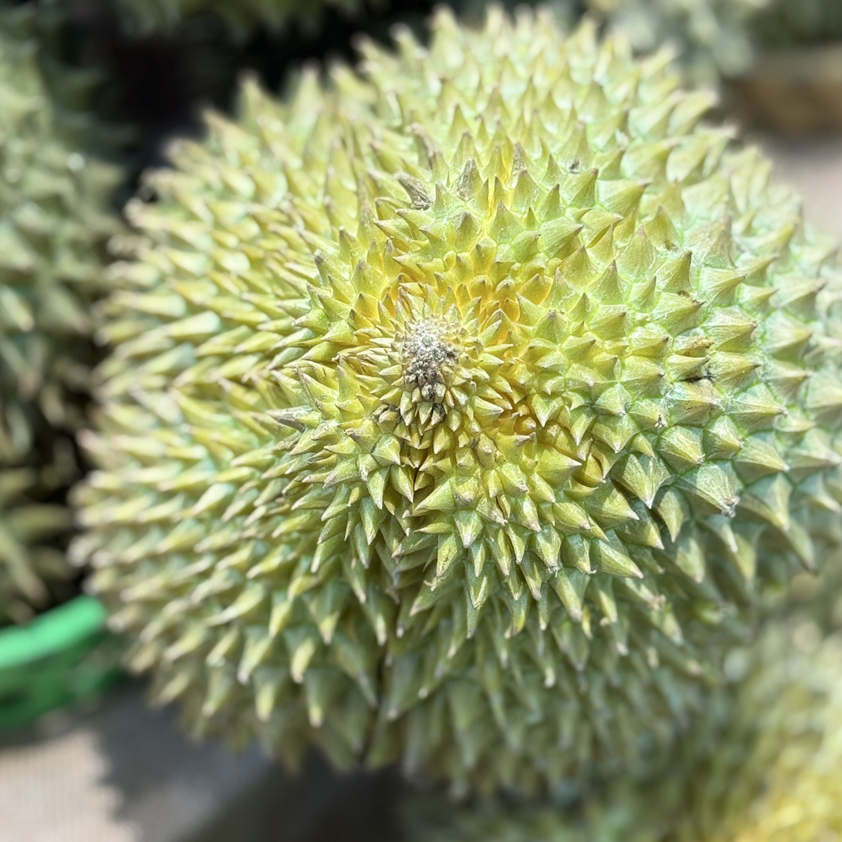 198-205新鲜金枕榴莲一个肉厚核小g金枕