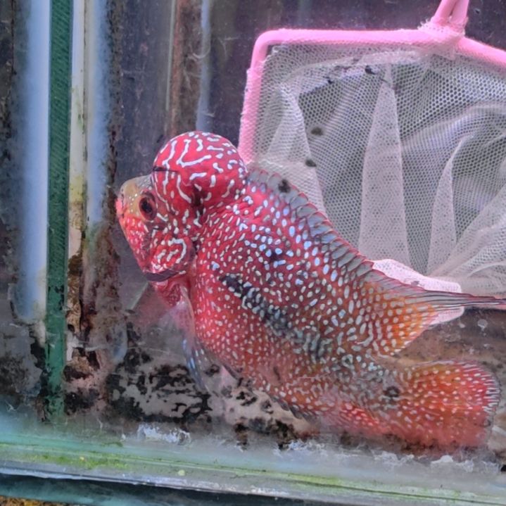 罗汉鱼2222222222222