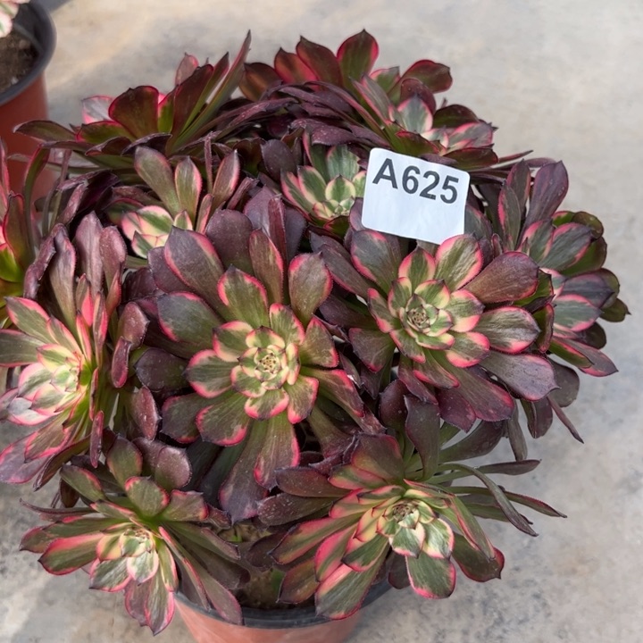 625烟花朵朵25厘米左右