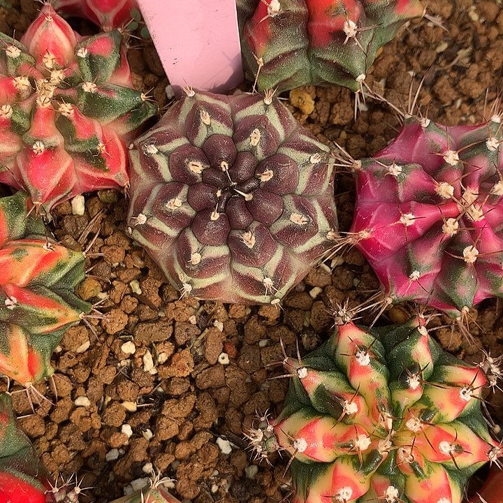 13-0421泰国发货多肉