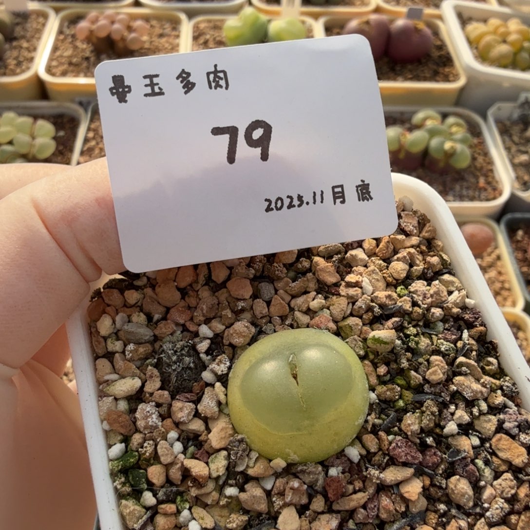 多肉多肉多肉11-079 拉登1.9cm