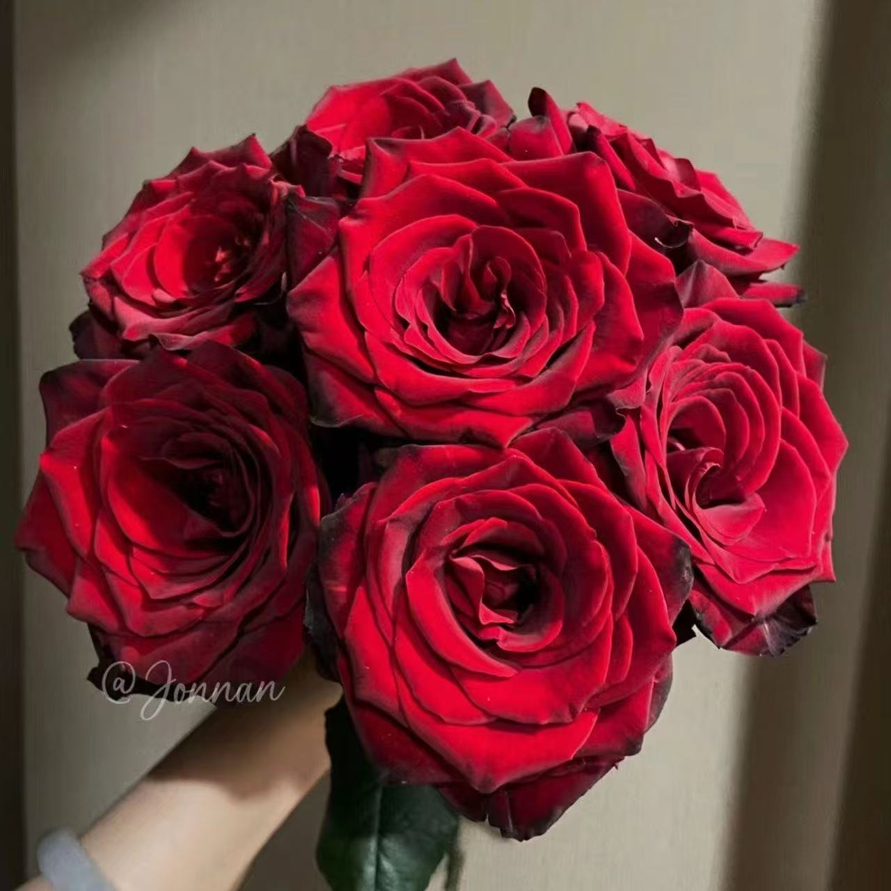 【探险家】灌木月季黑丝绒质感高脚杯状新品种切花