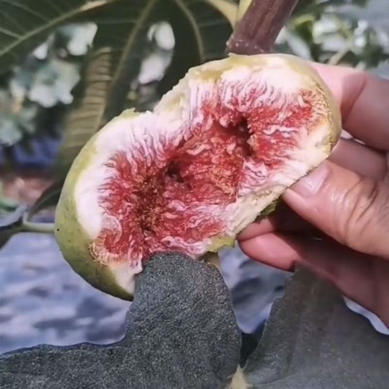 斯特拉无花果树苗南北方盆栽地栽庭院栽种