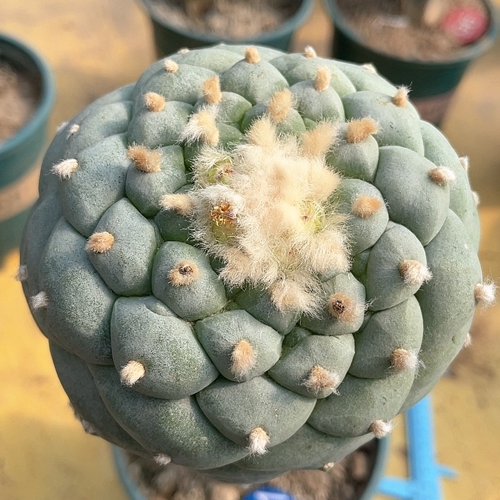 仙人球一代侧芽9.5公分131