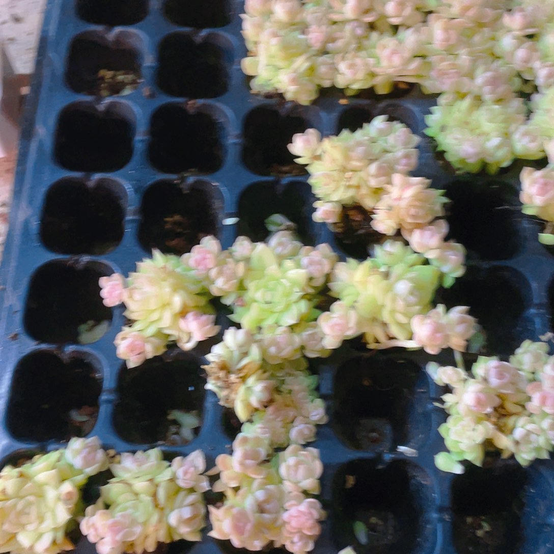 爱杜朵朵穴 穴二个满25包邮