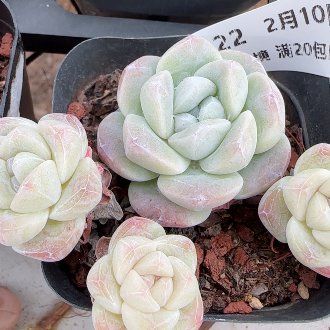 花语逸境0210-122