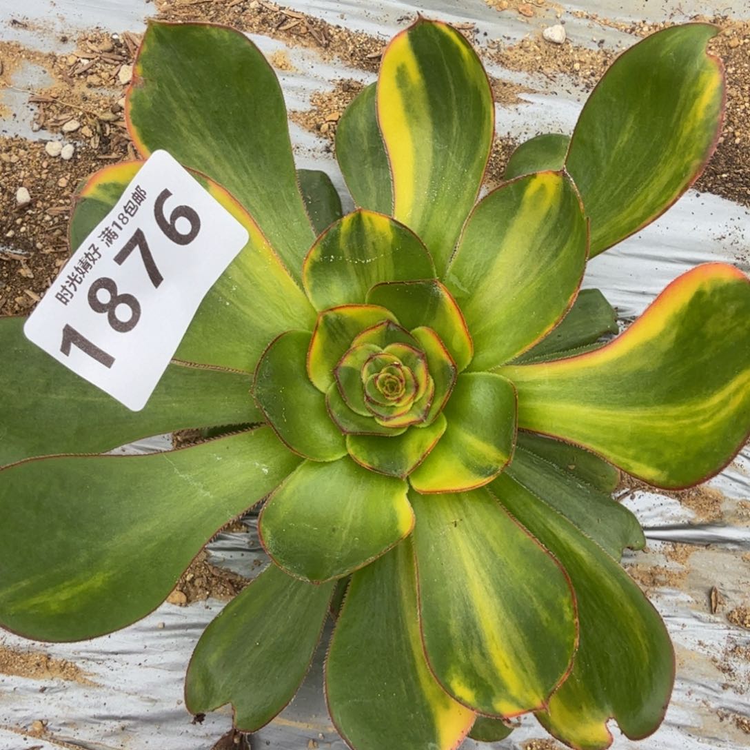 1876燕姿七彩。多肉植物