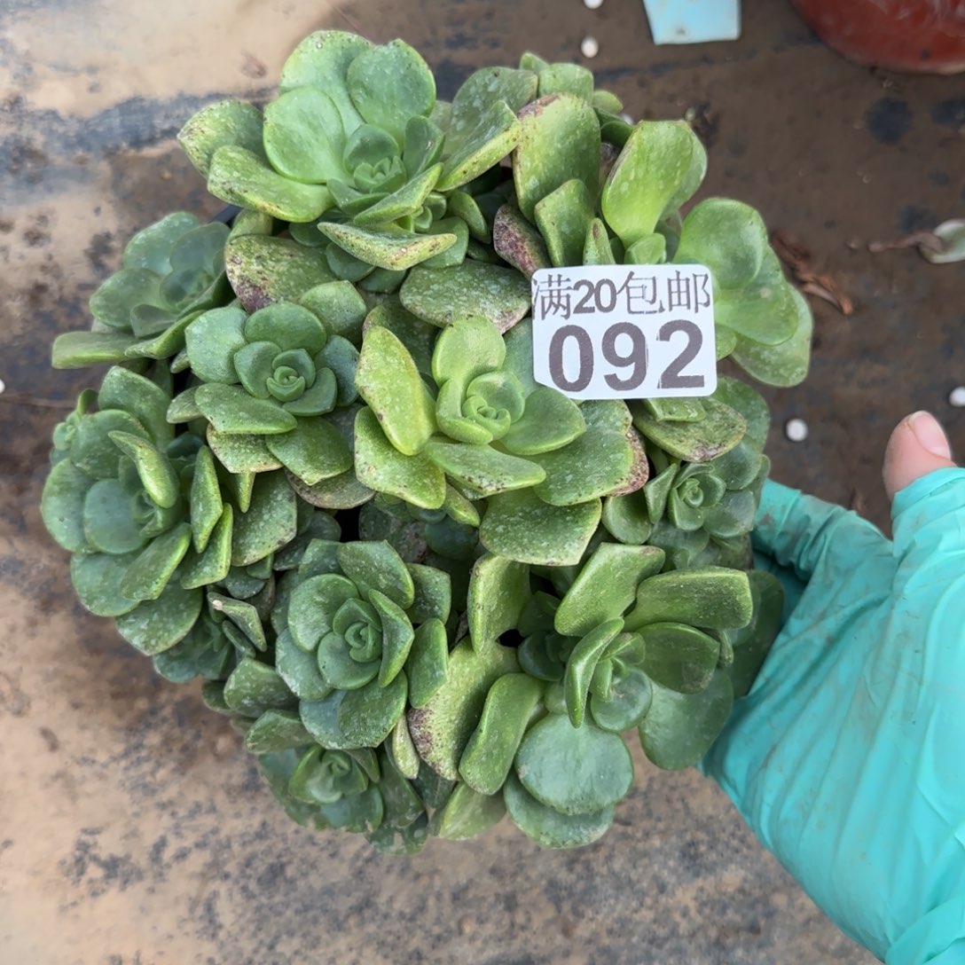 百合丽丽092满20包邮断枝不包