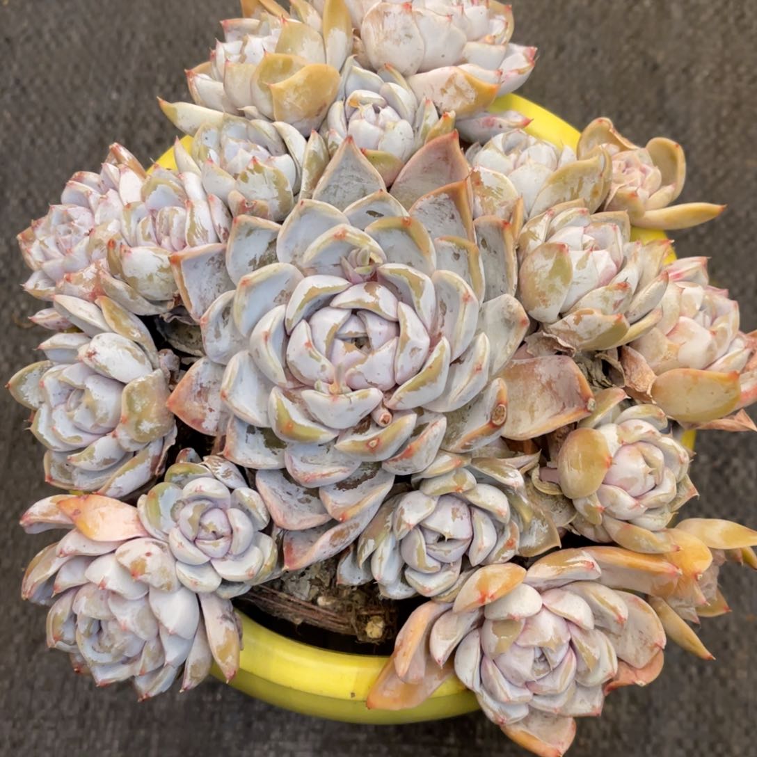 以***眸37373738688353