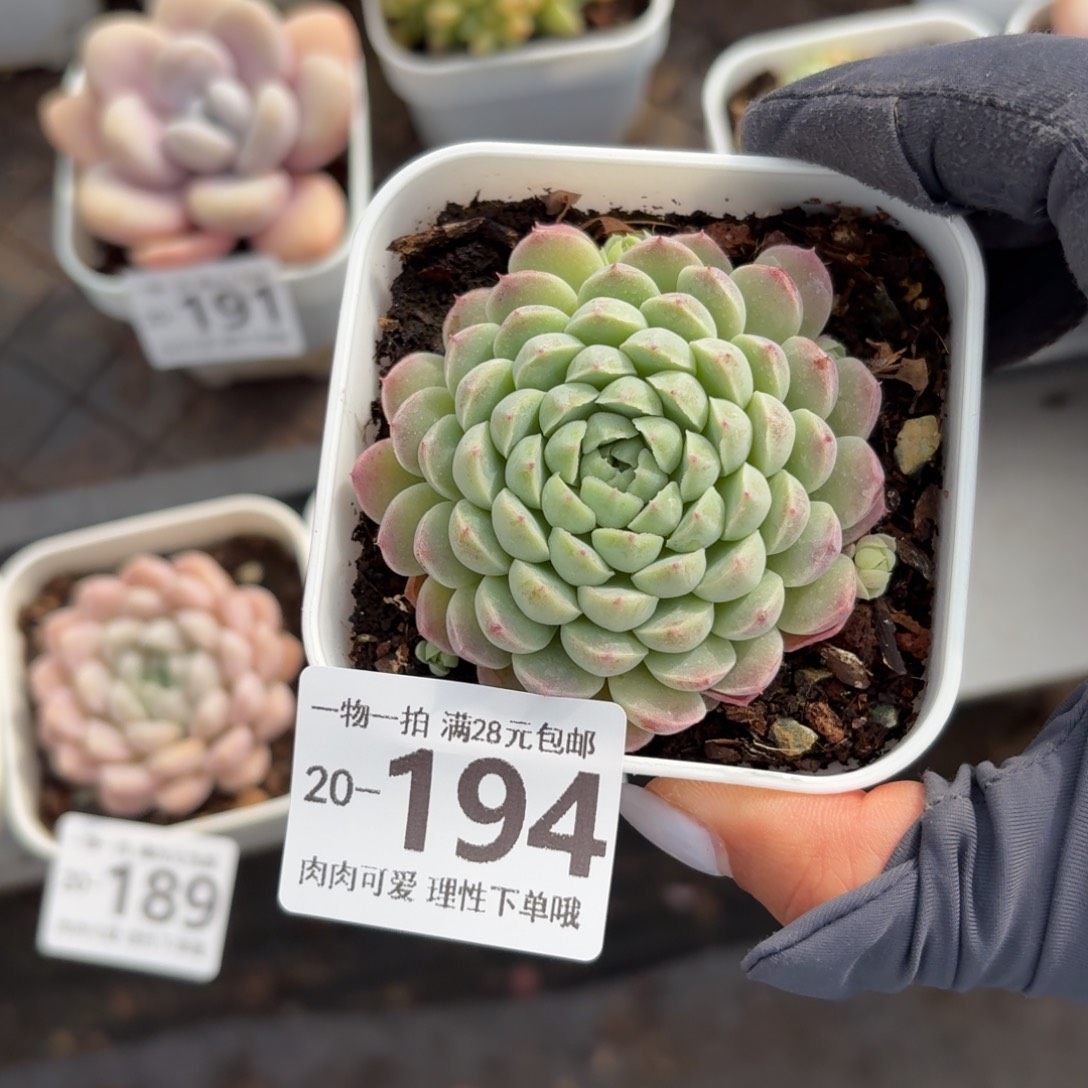 羊脂球无盆土发货无