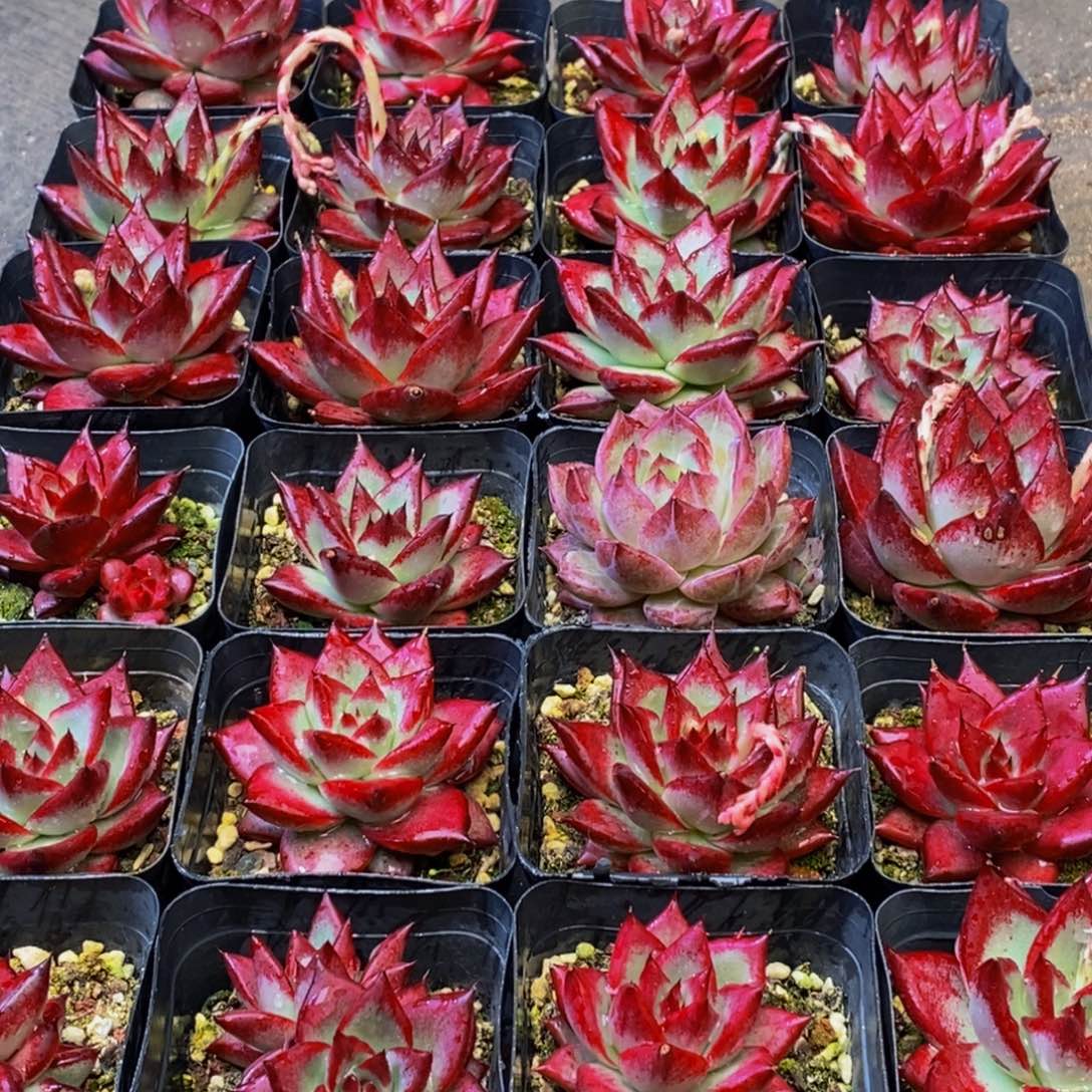 790多肉植物保护研究所所长助理研究员