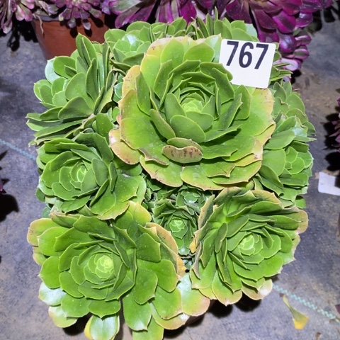 绿羊绒多肉植物法师不包损