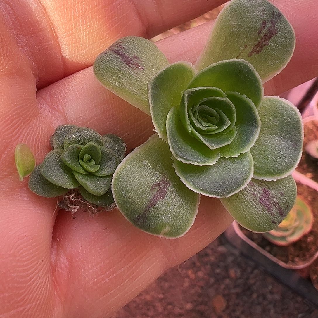 倾***光糖糖011 不知名苗 