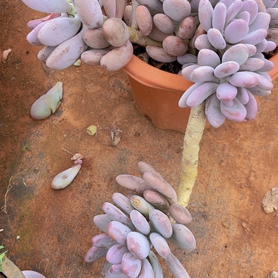 多肉植物。。。。。。。。。。。。。。。