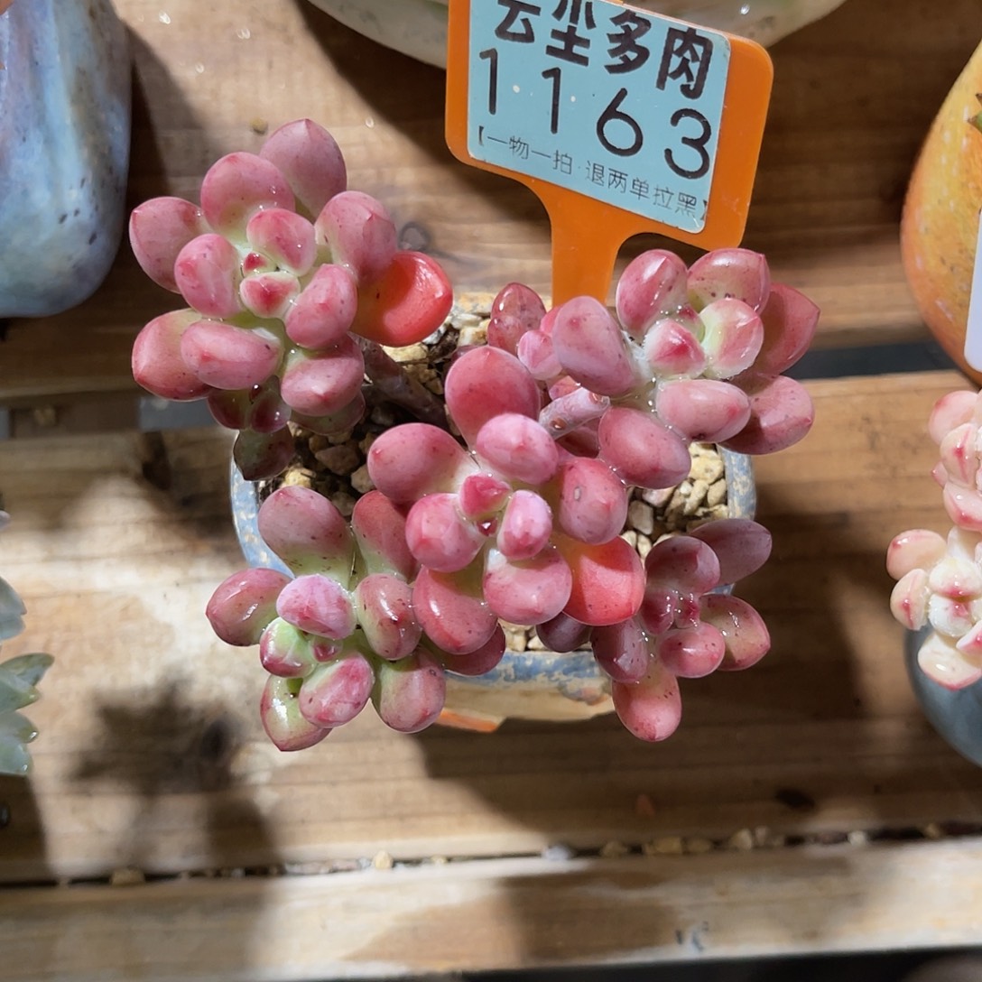 @***寺云尘多肉一物一拍 不含盆 1163,