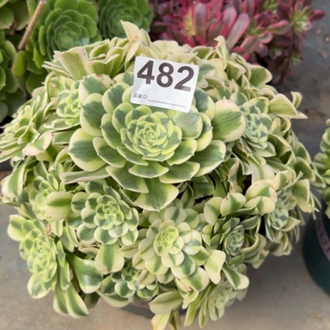 482绿豆沙23厘米左右