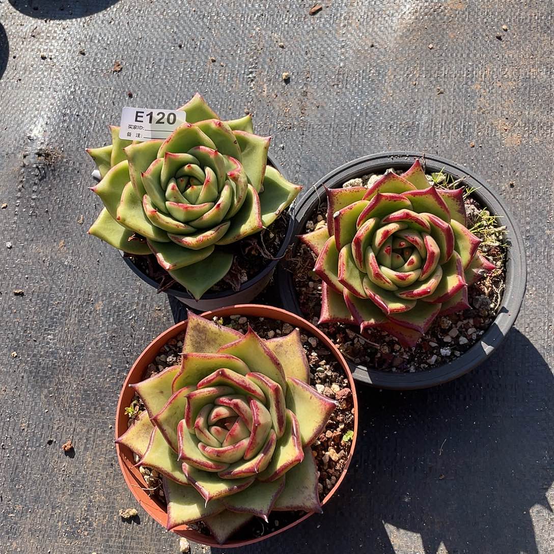 若如东云多肉E120