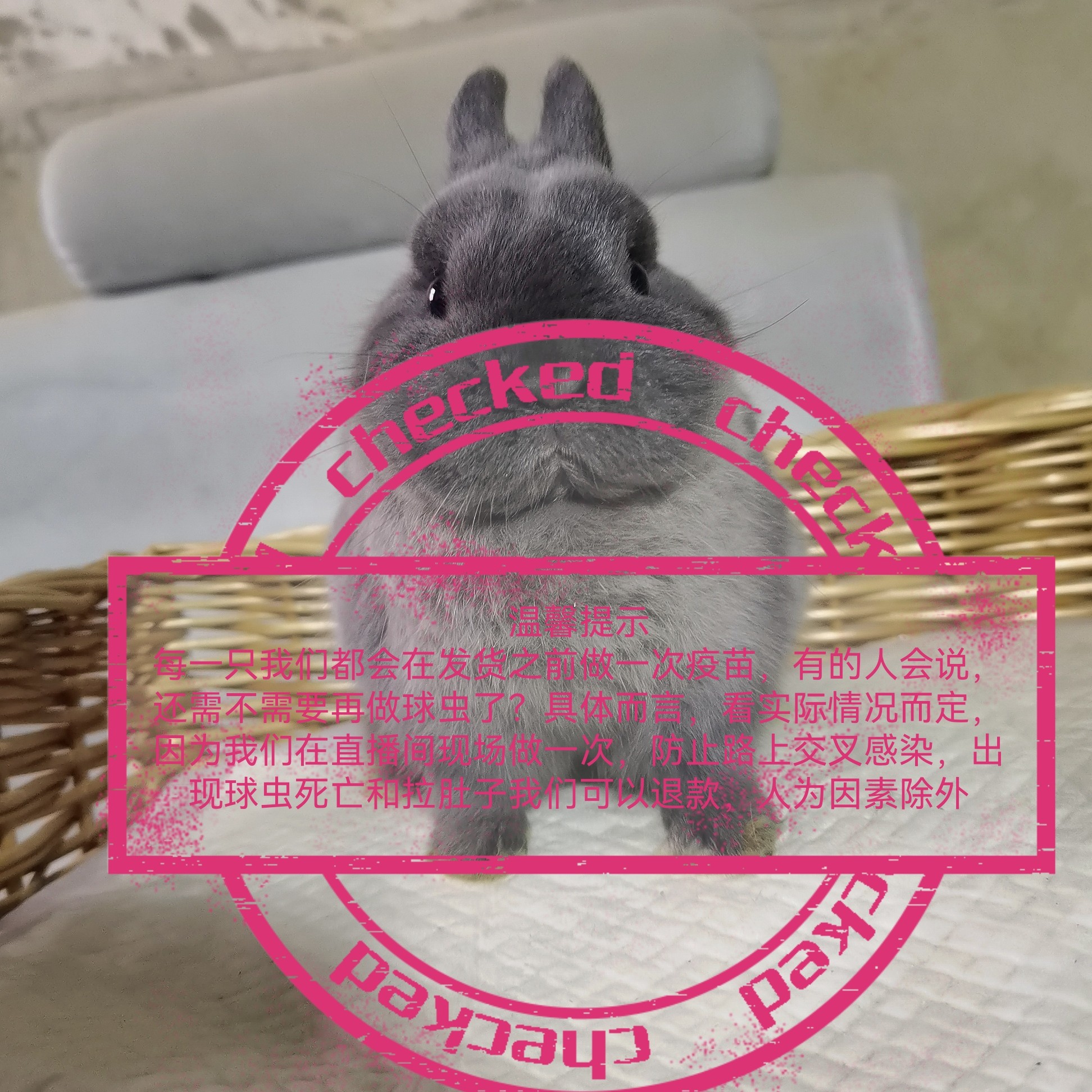 以上图片只是展示直播间一物一拍大型肉兔活体可繁殖成年包邮到家