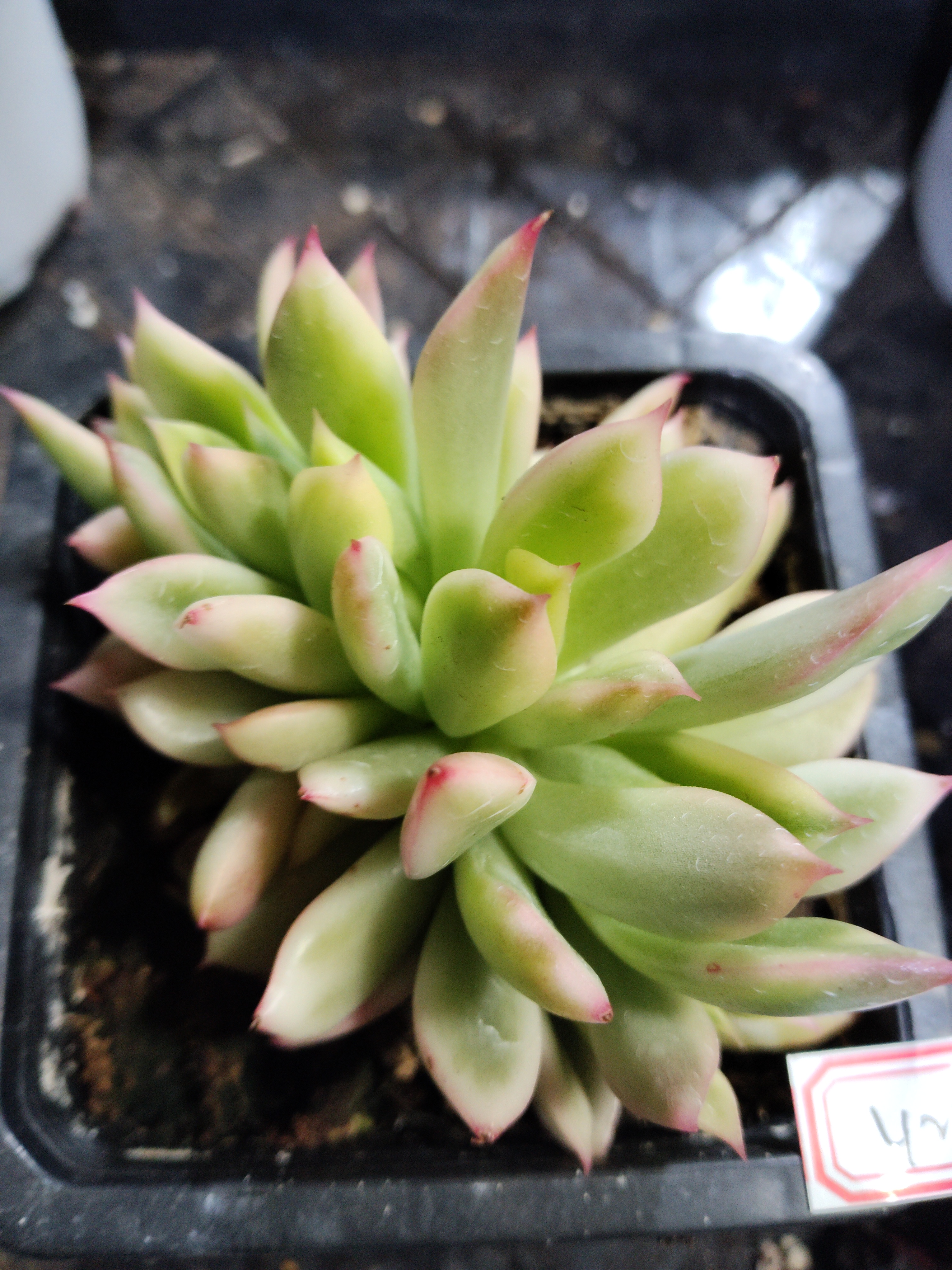 非偏远18包邮  一物一拍  10厘米盆 A428罗杰安娜覆轮锦朵朵缀