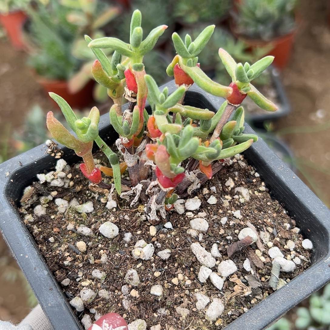 多肉植物短兔儿枝干