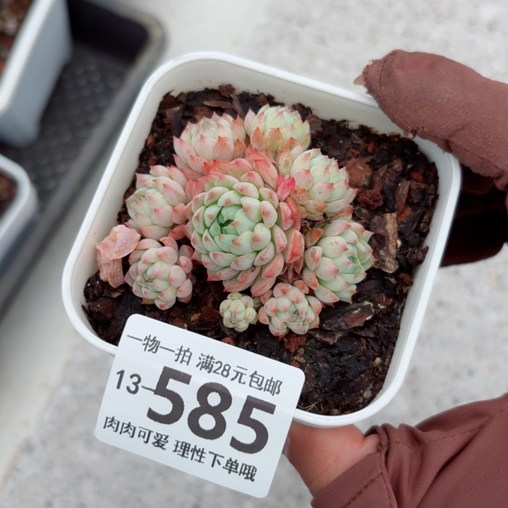 小粉梅多肉无盆土发货多