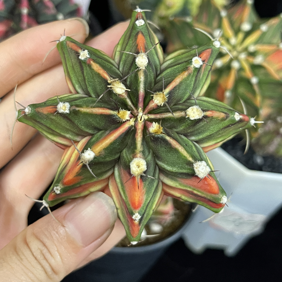 肋骨锦 一物一拍 脱土发货