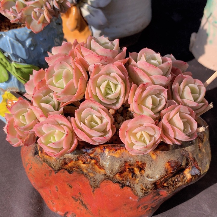 星那塔自然朵朵无砍