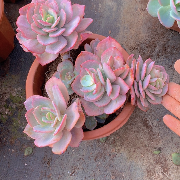 无花朵用****4多肉植物255556