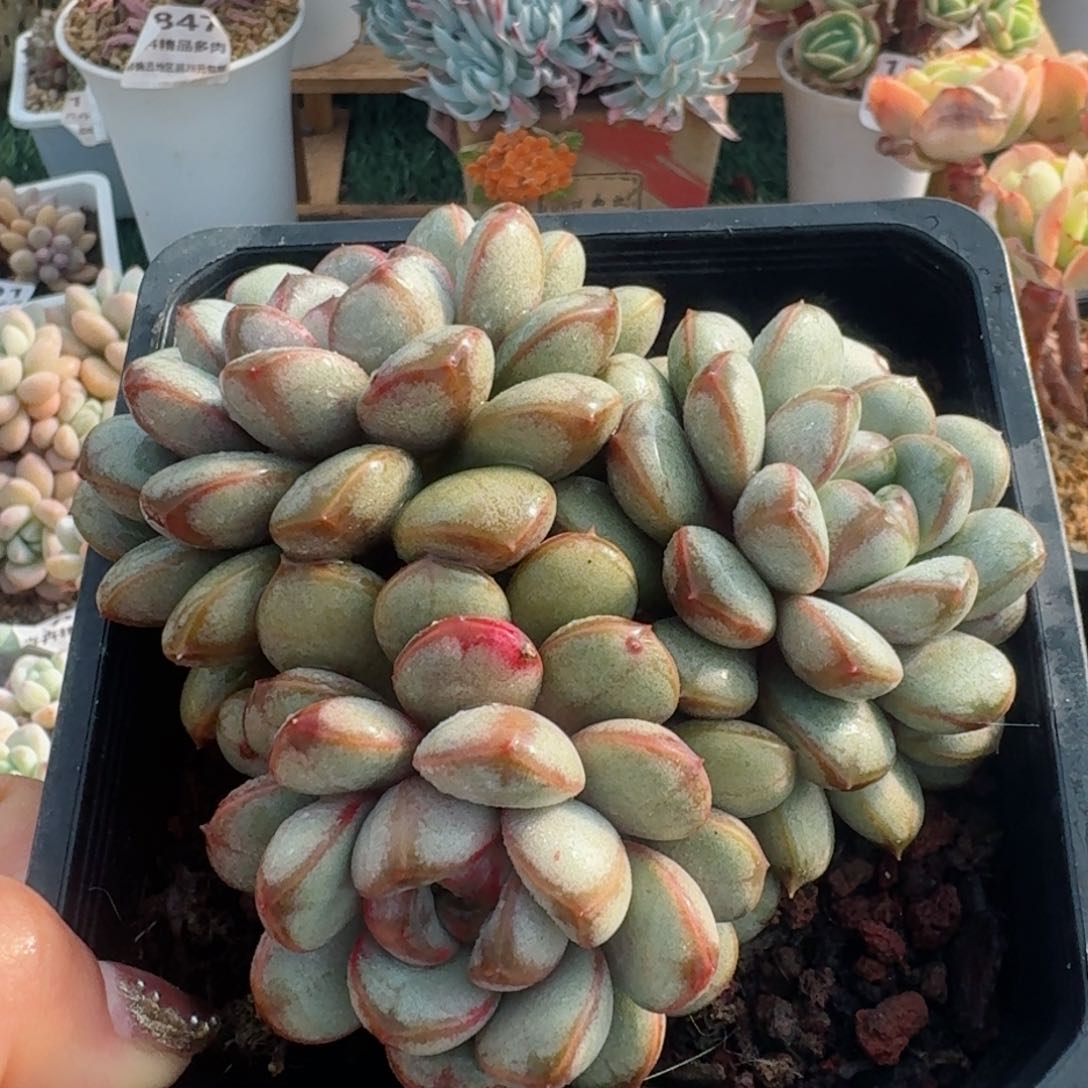 1936一物一拍（满28包邮/l