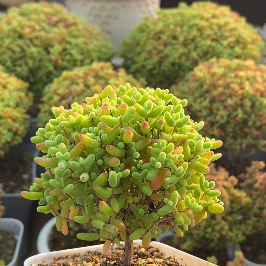 蜜橘糖球1528枝干番杏