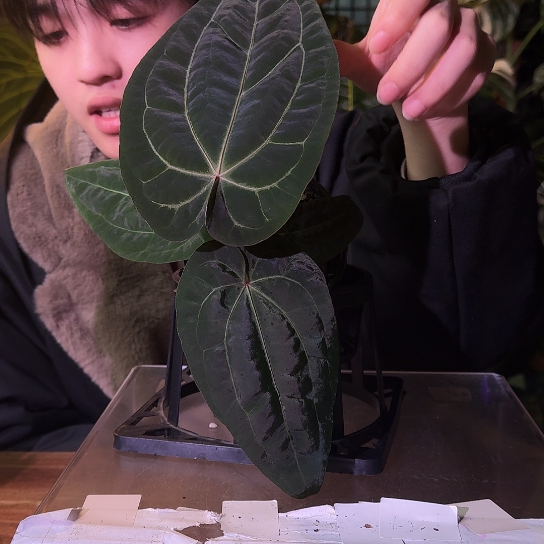 不开花植物G371kos杂黑凤凰