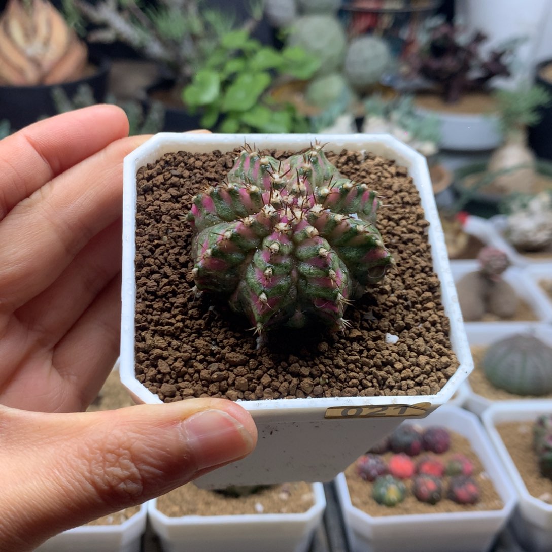 海神锦多肉带盆仙人球