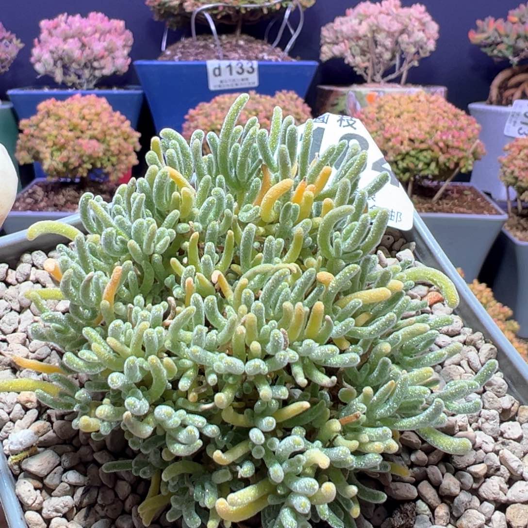 d184冰霜枝干番杏