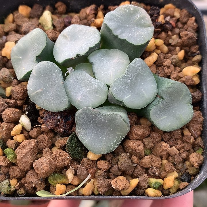 空门万象一物一拍