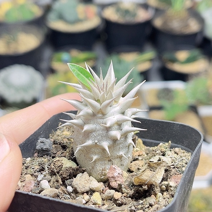 惠比大黑一颗一物一拍